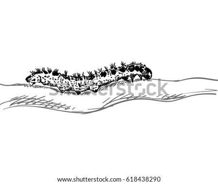 The caterpillar crawls along the trunk. Realistic sketch, Hand drawn vector illustration