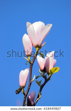 Magnolia flowers. These are amongst the most ancient of plants dating back to the time of the Dinosaurs.