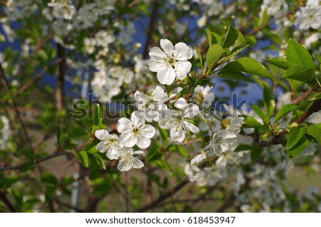 Blooming branch of sour cherry tree in spring.