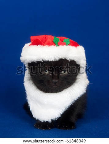 Black cat in santa suit on blue background
