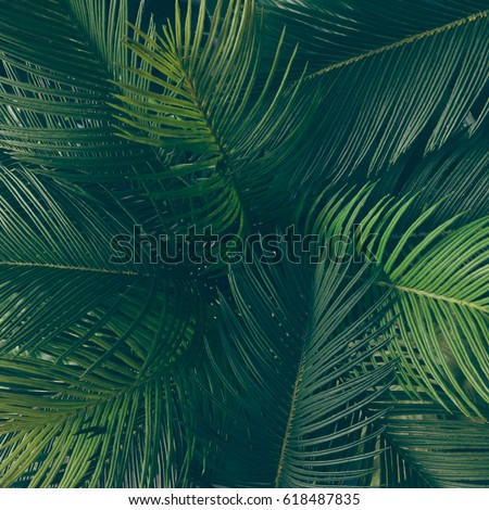 Creative tropical green leaves layout. Nature spring concept. Flat lay.