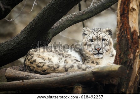 Face portrait of snow leopard - Irbis (Panthera uncia)