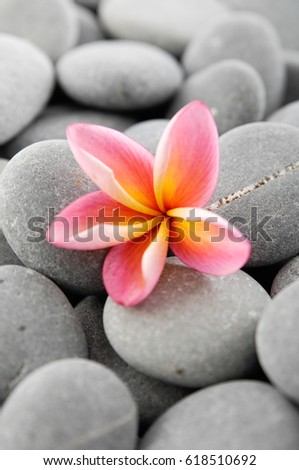 Pink frangipani on gray pebbles