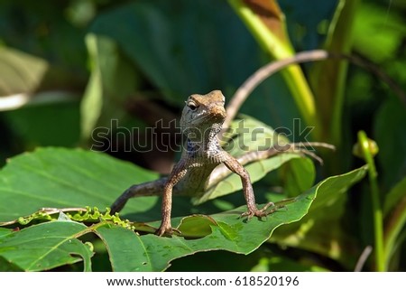 Earless agamid lizard (Aphaniotis fusca) family of Agamidae standing on the leave in nature with blurred background.