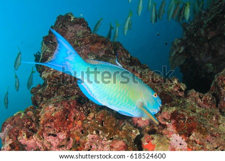 Steephead Parrotfish reef fish
