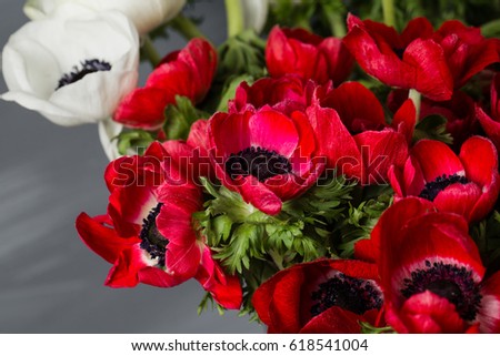Close-up of a white and red poppies anemones in vase. Many flowers - gray background. winter flower.