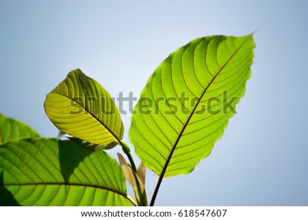 mitragyna speciosa korth (kratom) a drug from plant to a category 5 in thailand Royalty-Free Stock Photo #618547607