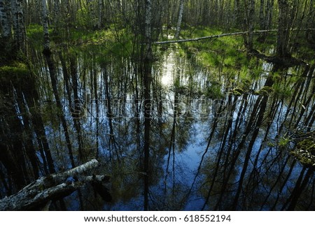 Birch forest reflected in water spring high water