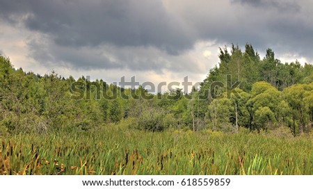 A generic swamp in a forest with water plants, a forest on the background and an overcast sky