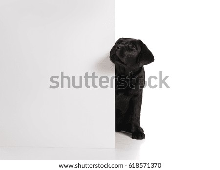 Black golden labrador retriever dog isolated on white background. Studio shot. Portrait of a cute pet.