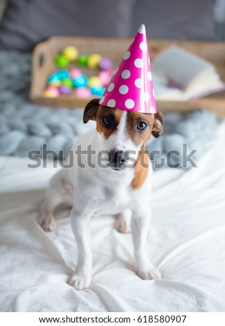 photo of cute jack russel terrier in Birthday hat sitting on the bed in bedroom