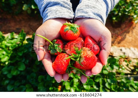 Strawberry on a hand from farm Royalty-Free Stock Photo #618604274