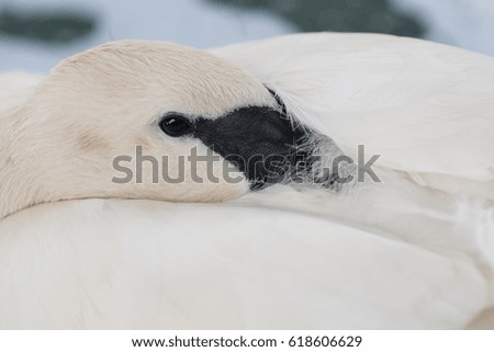 Swan looking at camera, closeup of face, eye and beak
