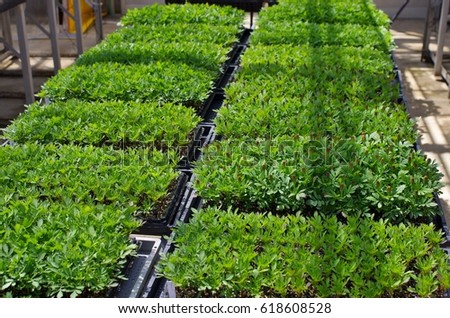 Flower seedlings raised in a greenhouse