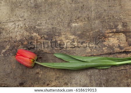 Fresh red tulip over vintage wooden  surface