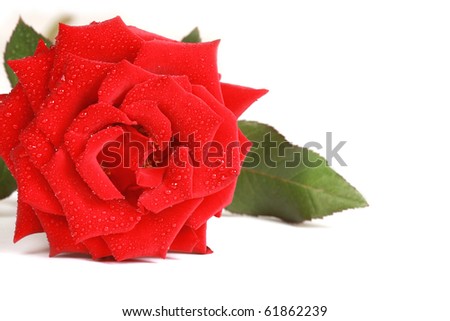 Perfect red rose with water drops isolated on white background