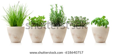 variety of cooking herbs Royalty-Free Stock Photo #618640757