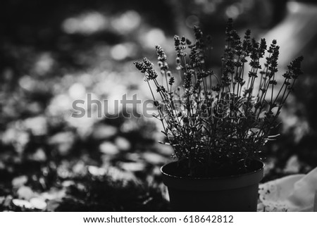 Black and white picture of flowerpot with lavander flowers