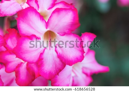 Soft Focus of pink azalea flowers. selection focus inside of pollen with copy space.