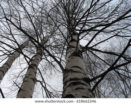 Birches are a spring view from below.