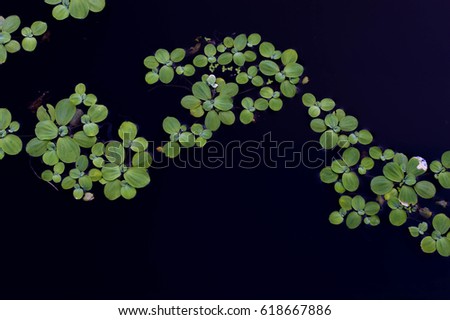 Green Duckweed natural background on water. Black background and space for writing Royalty-Free Stock Photo #618667886