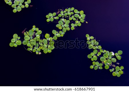 Green Duckweed natural background on water. Black background and space for writing Royalty-Free Stock Photo #618667901