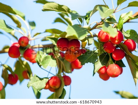 Crabapple and wild apple. Malus - genus of about 30% of 55 species of small hardwood apples or shrubs in the family Rosaceae
