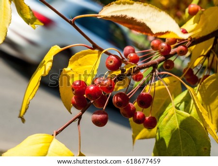Crabapple and Wild apple. Malus  is a genus of about 30â??55 species of small deciduous apple trees or shrubs in the family Rosaceae