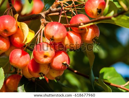 Crabapple and Wild apple. Malus  is a genus of about 30â??55 species of small deciduous apple trees or shrubs in the family Rosaceae