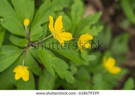 Spring floral concept. Full blooming of forest plant. Beautiful flower on an abstract blurred background. Closeup with soft selective focus.