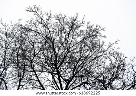 halloween, loneliness. black silhouette of bare, leafless, tree branches in autumn or winter, dead nature outdoor isolated on white sky background