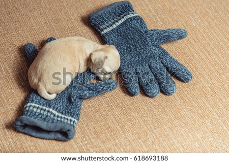 Chihuahua puppy. Puppy sleeps on woolen gloves