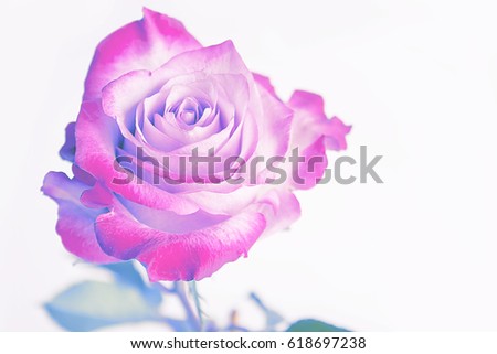 Pink rose closeup on white background