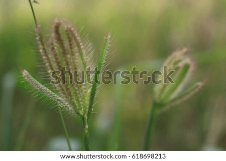 Blur picture of grass flower