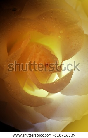 Beautiful yellow rose close-up, for decoration indoor, pictures and postcards