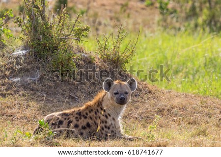 Hyena lying down on the savannah and rests