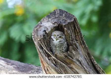 The spotted owlet (Athene brama) is a small owl which breeds in tropical Asia from India to Southeast Asia.