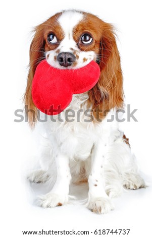 Trained cavalier king charles spaniel studio white background photography. Dog with cute looking sitting in studio. Dog photos for every concept.