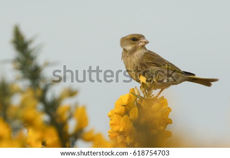 A stunning Greenfinch (Carduelis chloris) perched on a flowering gorse bush.
