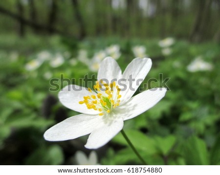 Inspiration from spring nature / anemones
