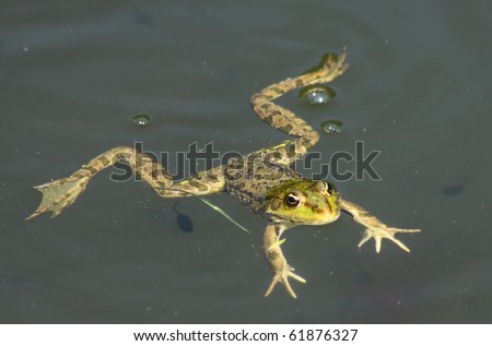 Big green frog (American Bullfrog) floating on the water Royalty-Free Stock Photo #61876327