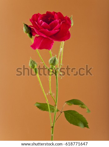 red roses on a brown background