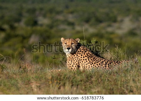 A beautiful photo of a cheetah lying on the hill top looking straight at the camera. Taken on safari in South Africa