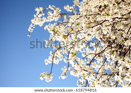 Flowering spring trees. Beautiful gardens. Mother's Day, March 8, International Womens Day, Birthday, Valentines Day