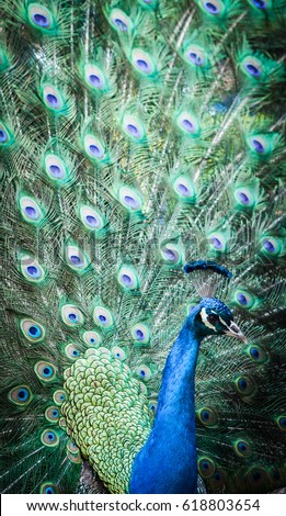 Portrait of a beautiful peacock with feathers out.