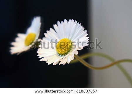 A daisy reflected in a mirror