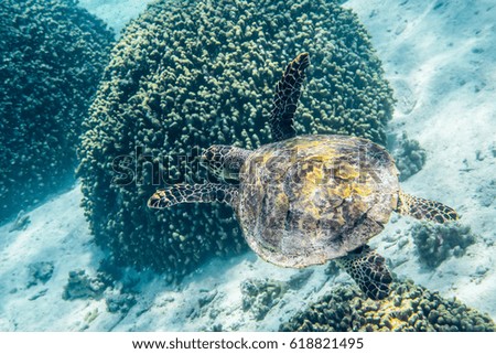 Sea turtle swimming around the coral reef