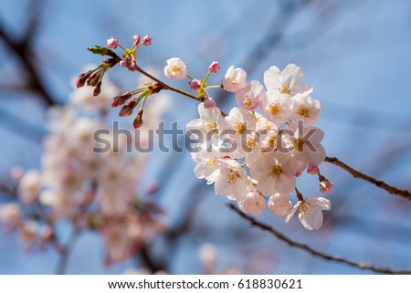 Soft focus beautiful white cherry blossom sakura in spring time over blue sky.
