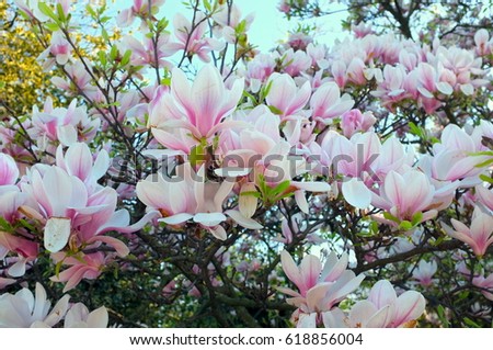 Magnolia tree in fabulous bloom 