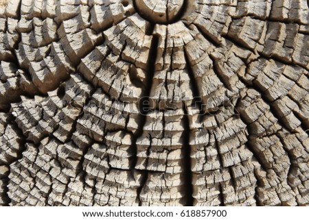 old cut of a tree trunk